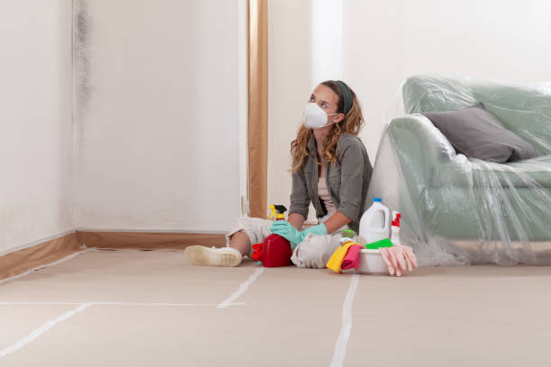 Reliable Basement Mold Remediation contractor in Palatine, IL by 24 Hour Mold Removal